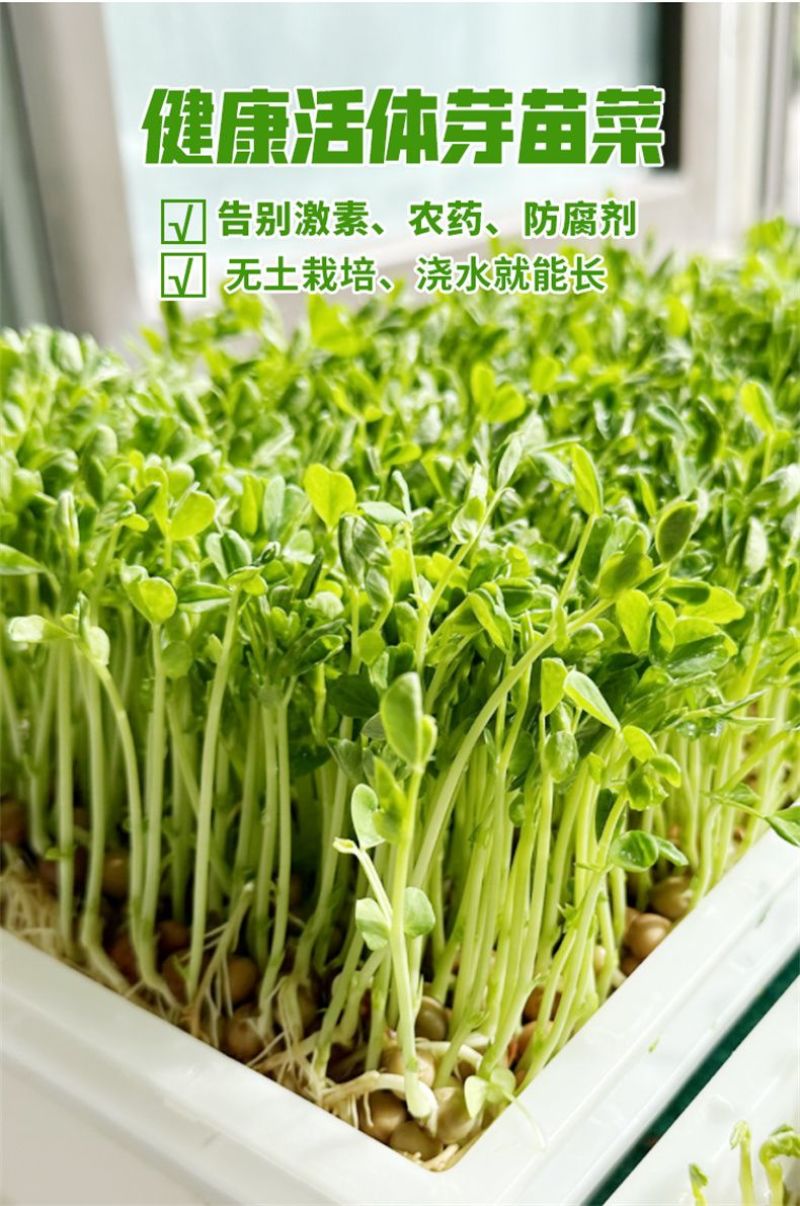 重庆优质豌豆苗，健康无农药，品质保障，可视频看货