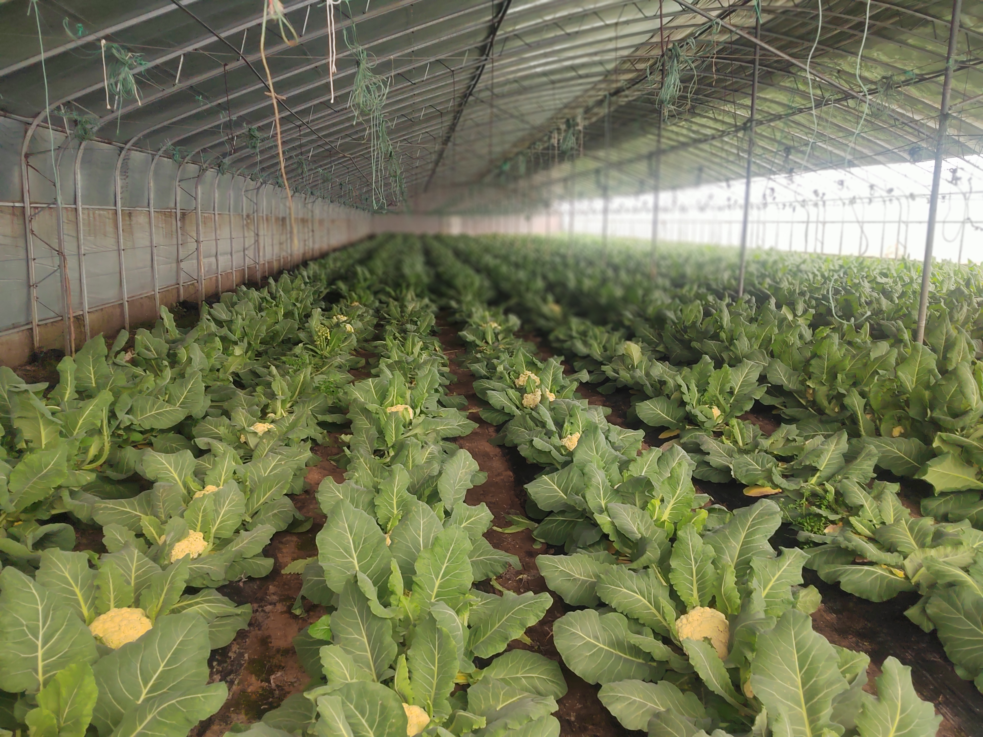 菜花遮光管理示意图