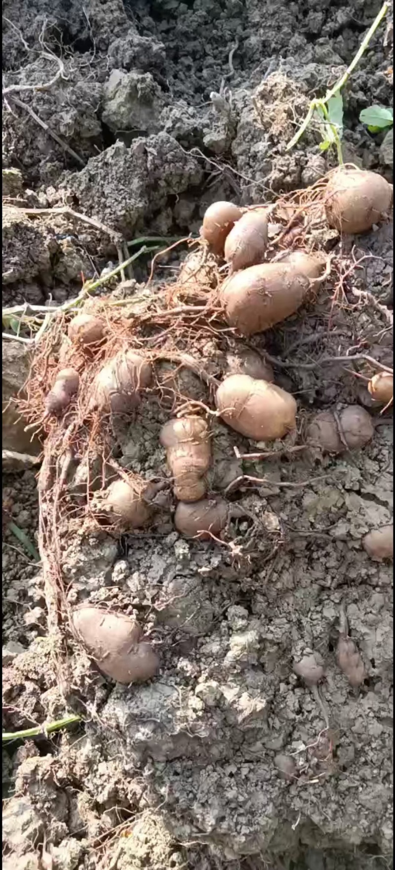二代三叶青苗，抗病能力强产量高的特点。