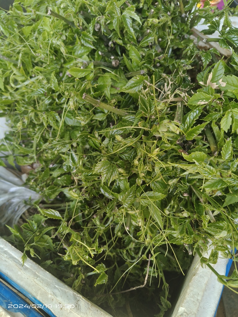二代三叶青苗，抗病能力强产量高的特点。