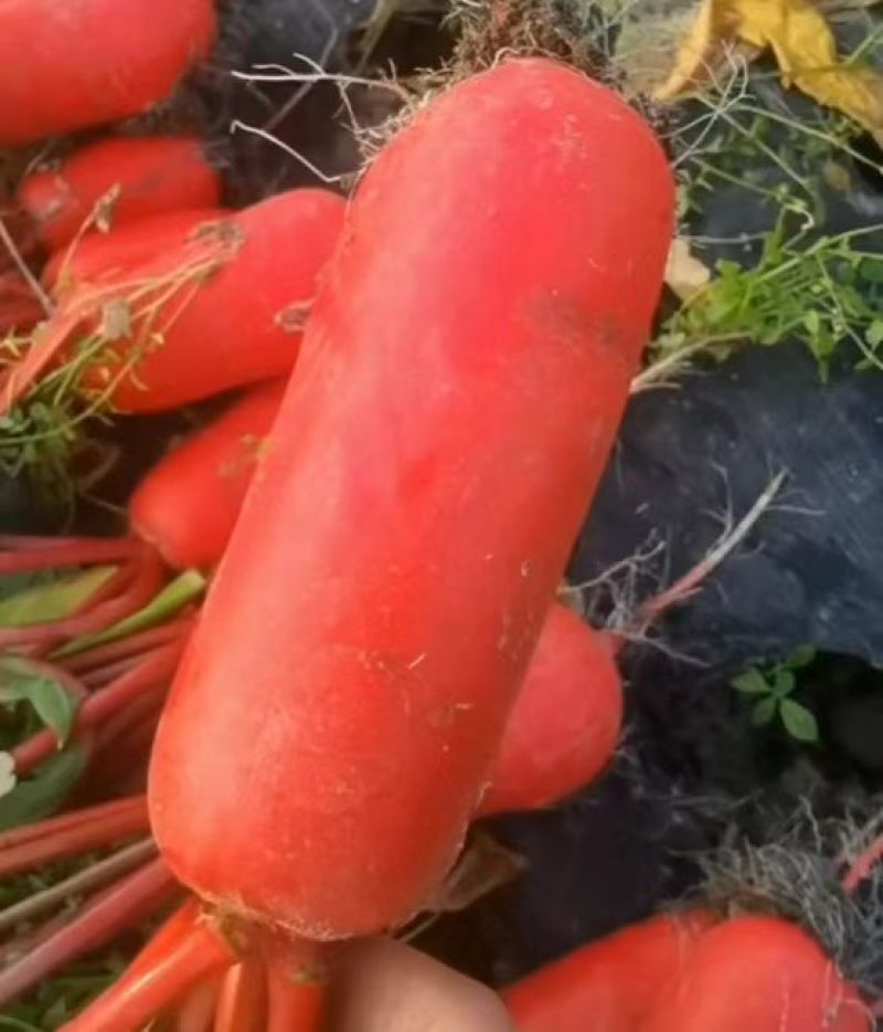 红皮萝卜新鲜萝卜红皮白心萝卜货源充足大量现货供应