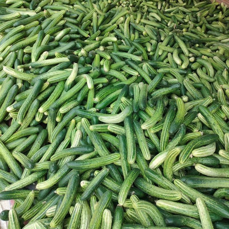 大量旱黄瓜