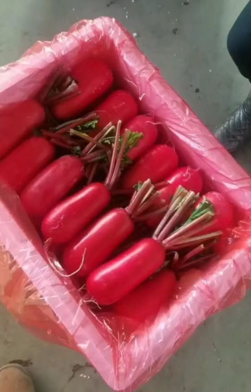 红皮萝卜新鲜萝卜红皮白心萝卜货源充足大量现货供应