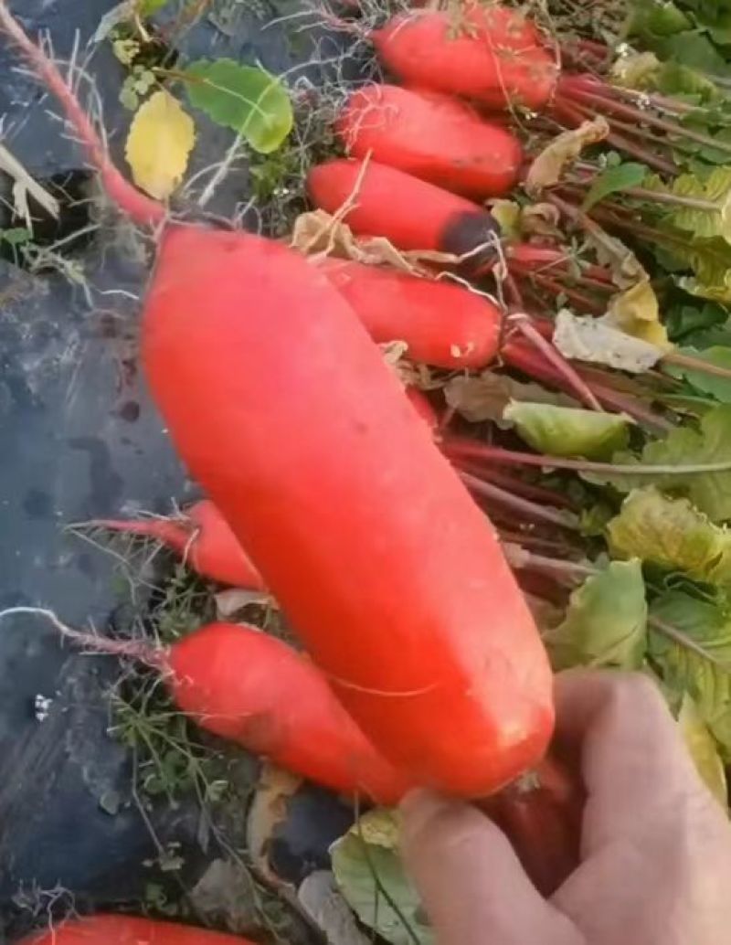 红皮萝卜新鲜萝卜红皮白心萝卜货源充足大量现货供应