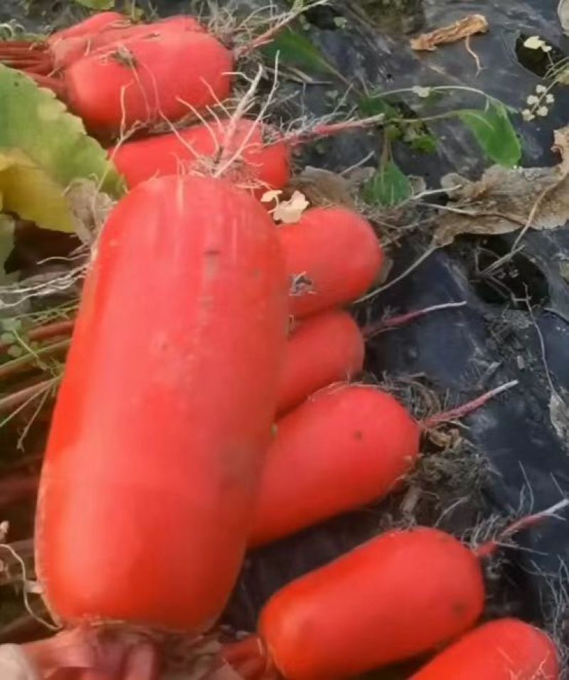 红皮萝卜新鲜萝卜红皮白心萝卜货源充足大量现货供应