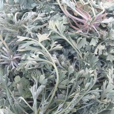 野生正月新鲜茵陈新鲜白蒿现摘，去根去干叶发货产地直发野菜