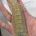 皮皮虾渔船直发鲜活冰鲜冰冻各种规格价格便宜货源充足