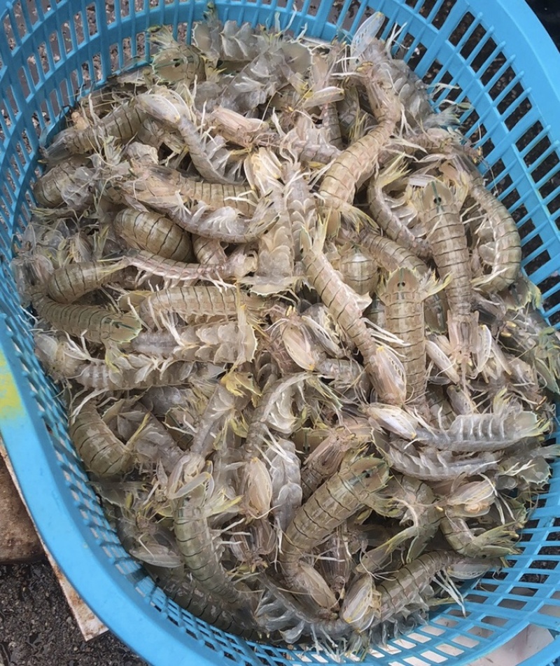 皮皮虾渔船直发鲜活冰鲜冰冻各种规格价格便宜货源充足