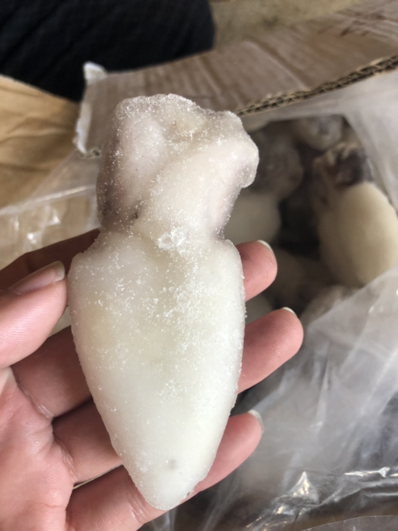 一手货墨鱼仔薄冰价格优惠欢迎咨询，诚信经营