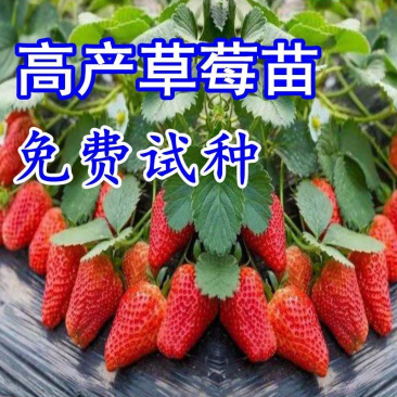 四季草莓苗南北方当年结果树苗红颜奶奶油草莓白草莓苗