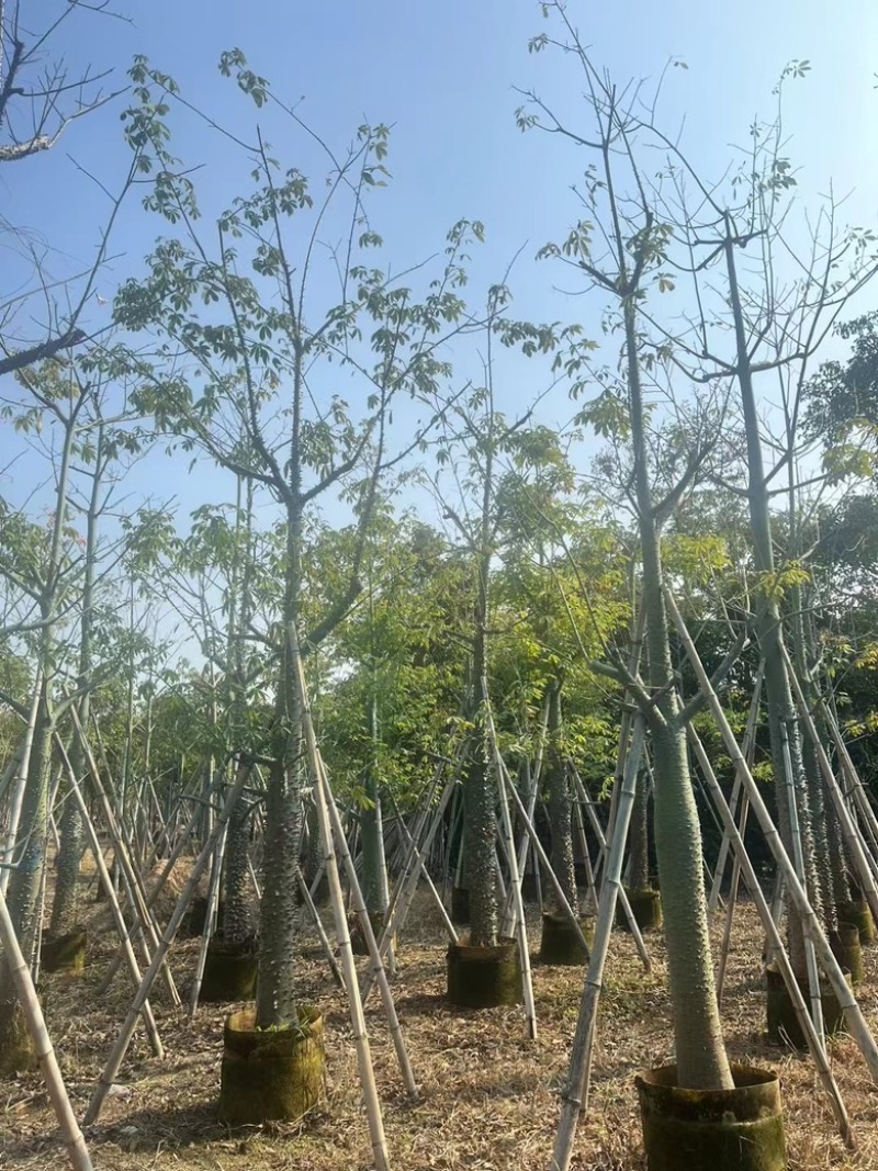 美丽异木棉