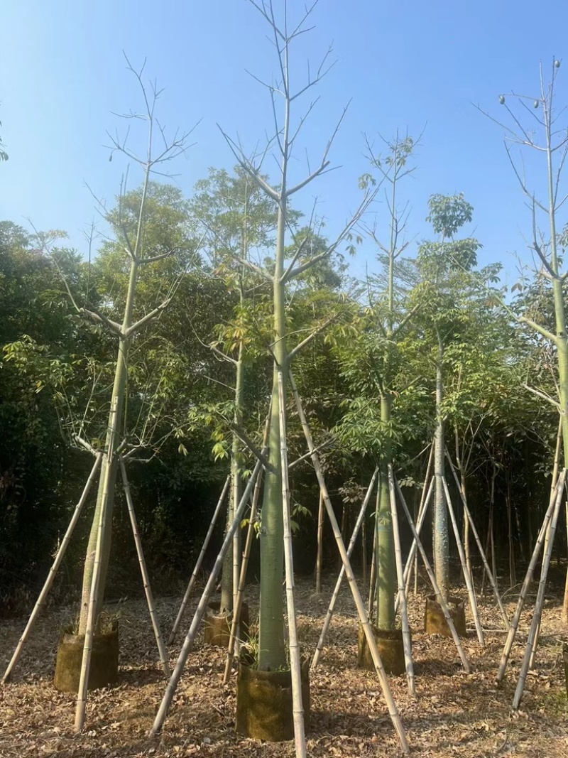 美丽异木棉