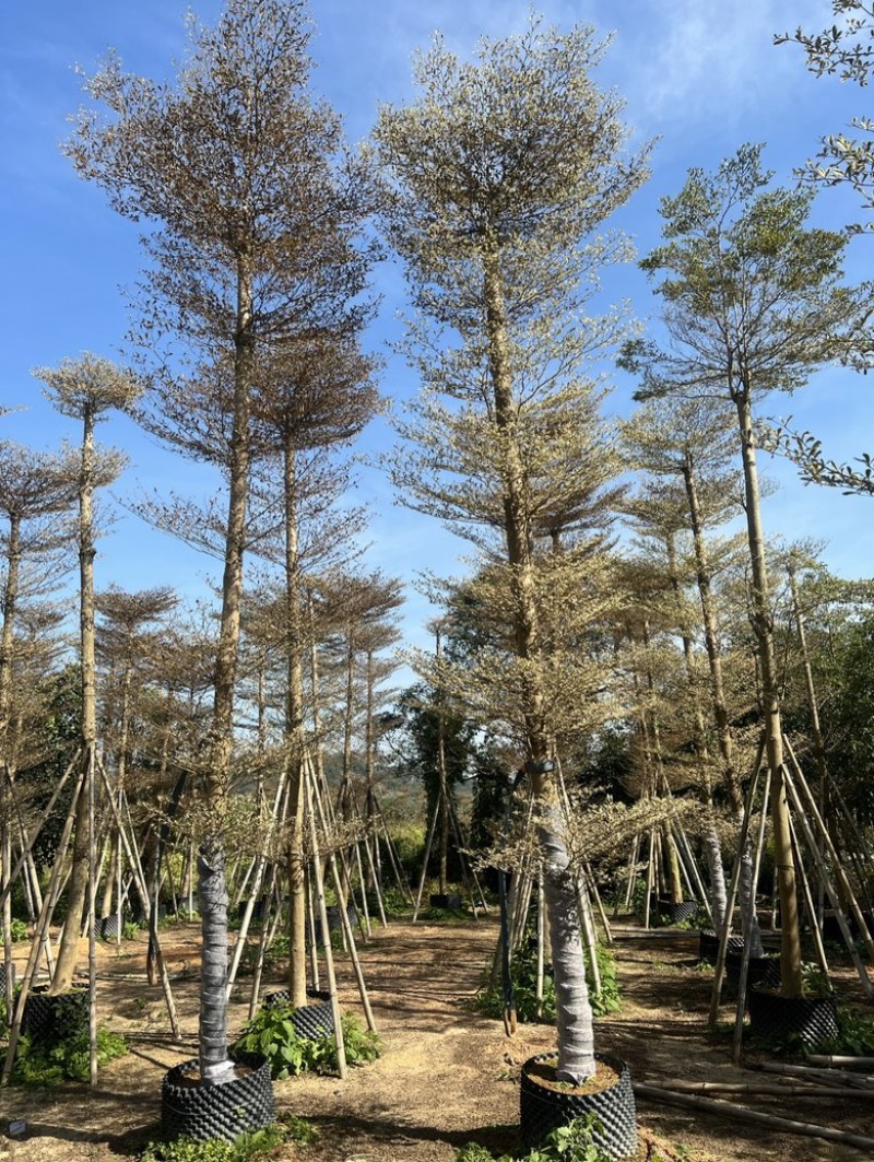 锦叶榄仁