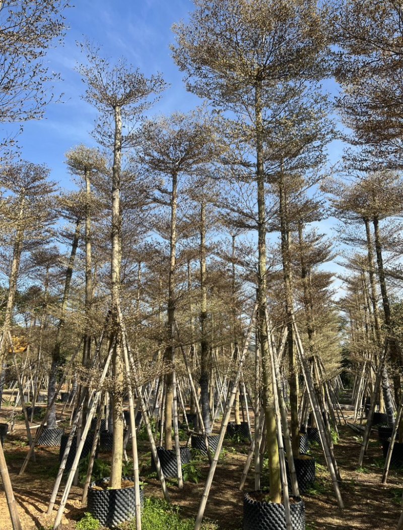 锦叶榄仁