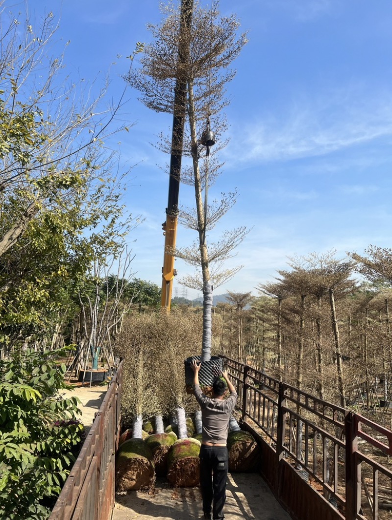 锦叶榄仁