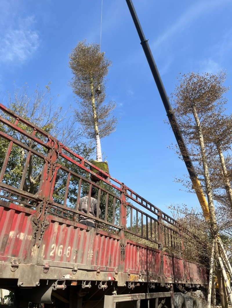 锦叶榄仁