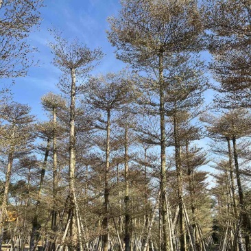 锦叶榄仁