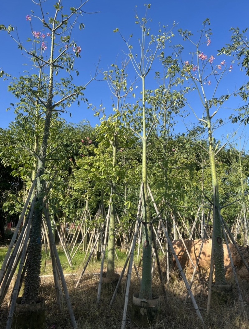美人树