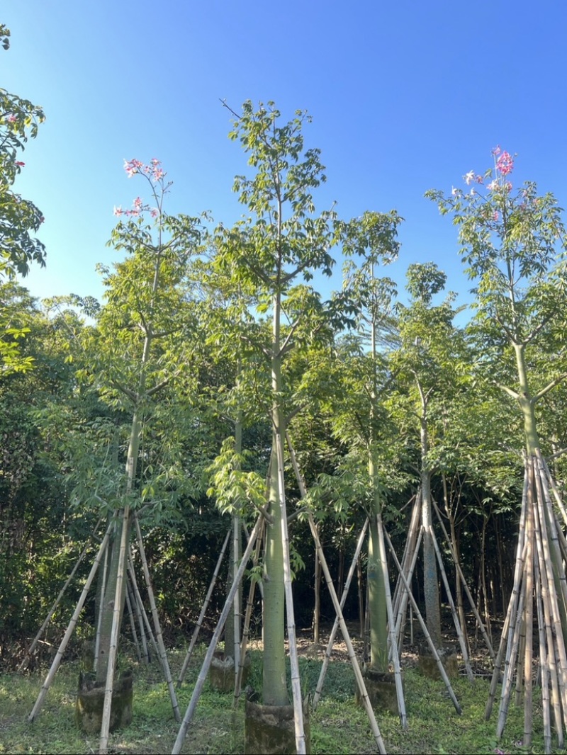 美人树