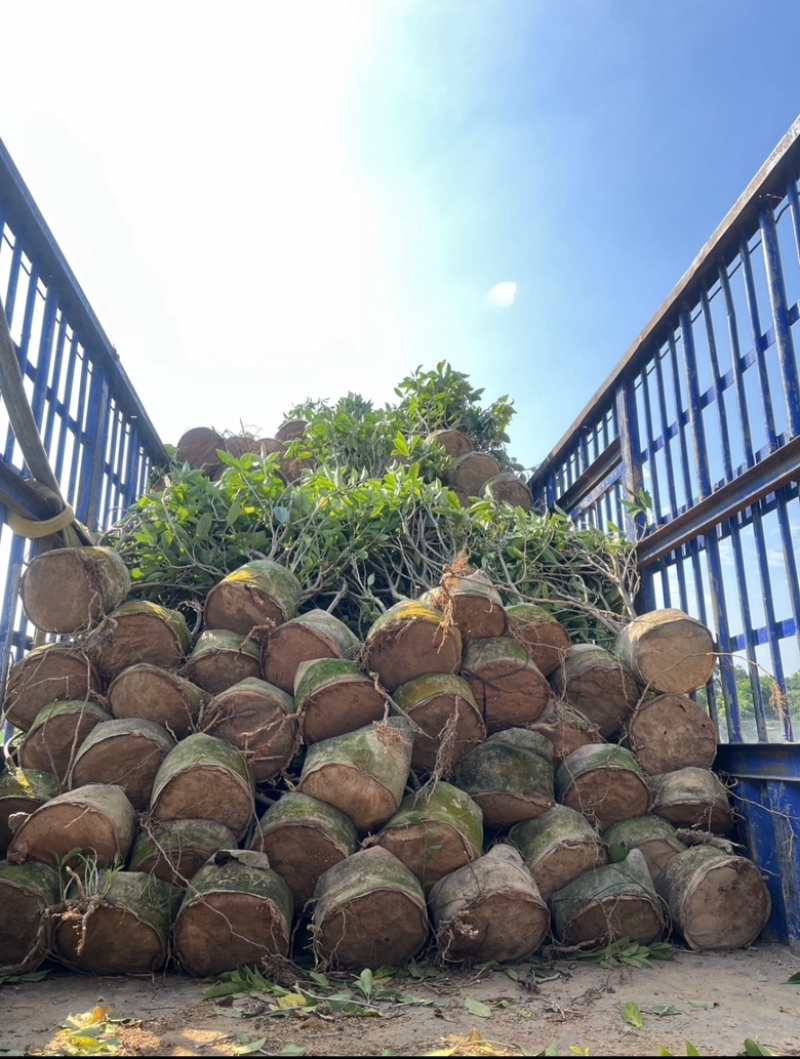 复绿非洲茉莉
