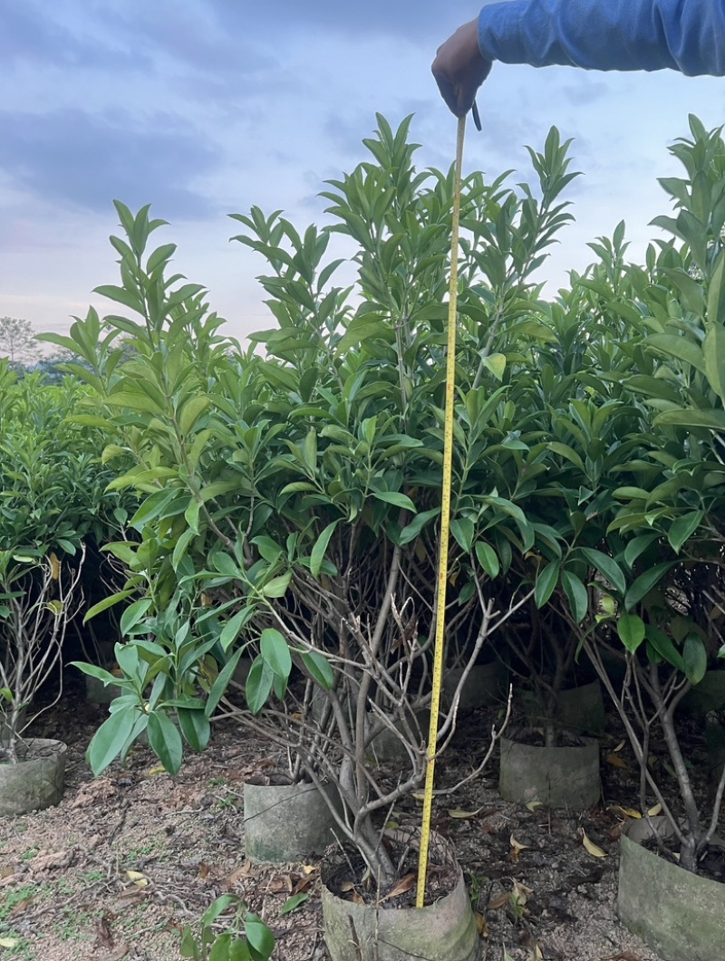 复绿非洲茉莉