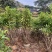 复绿非洲茉莉