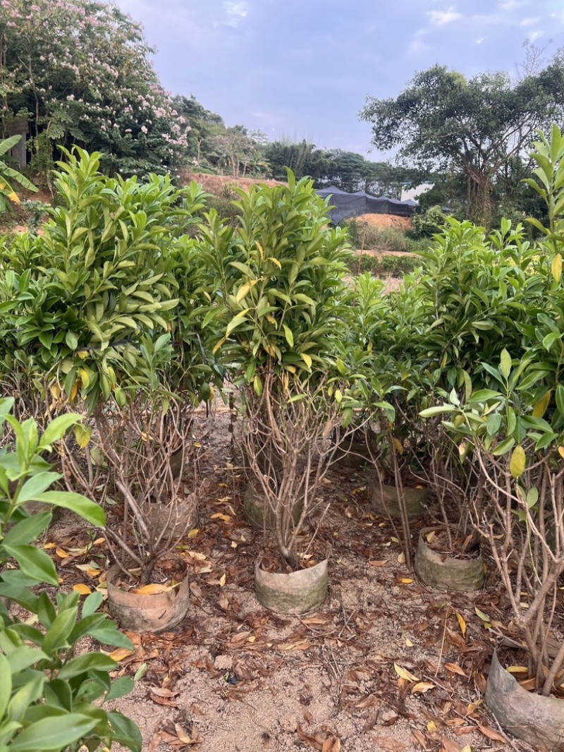 复绿非洲茉莉