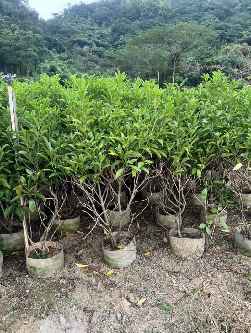 复绿非洲茉莉