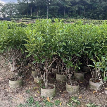 复绿非洲茉莉