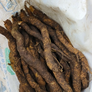 广西野生断肠草根/钩吻/大茶根