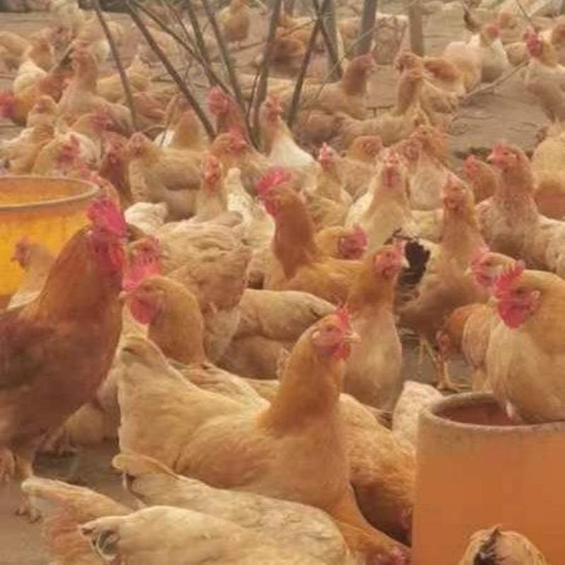 出售5个半月的湘黄土母鸡全部下蛋，湖南省内可以送货上门