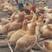 出售5个半月的湘黄土母鸡全部下蛋，湖南省内可以送货上门