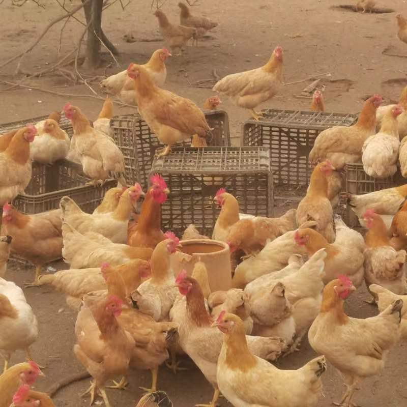 出售5个半月的湘黄土母鸡70%下蛋，湖南省内可以送货上门