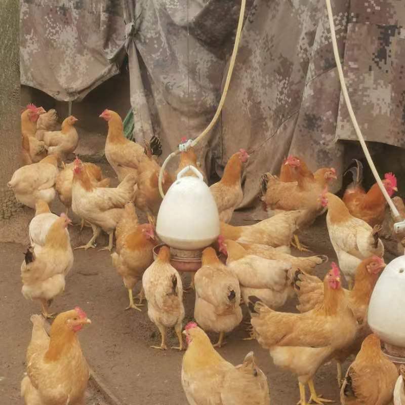 出售5个半月的湘黄土母鸡70%下蛋，湖南省内可以送货上门