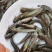 优选塘角鱼苗，三黄塘角鱼苗，黄妃塘角鱼苗，