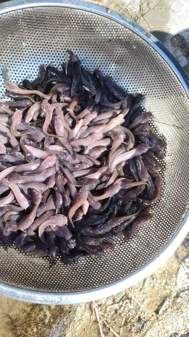 优选塘角鱼苗，三黄塘角鱼苗，黄妃塘角鱼苗，