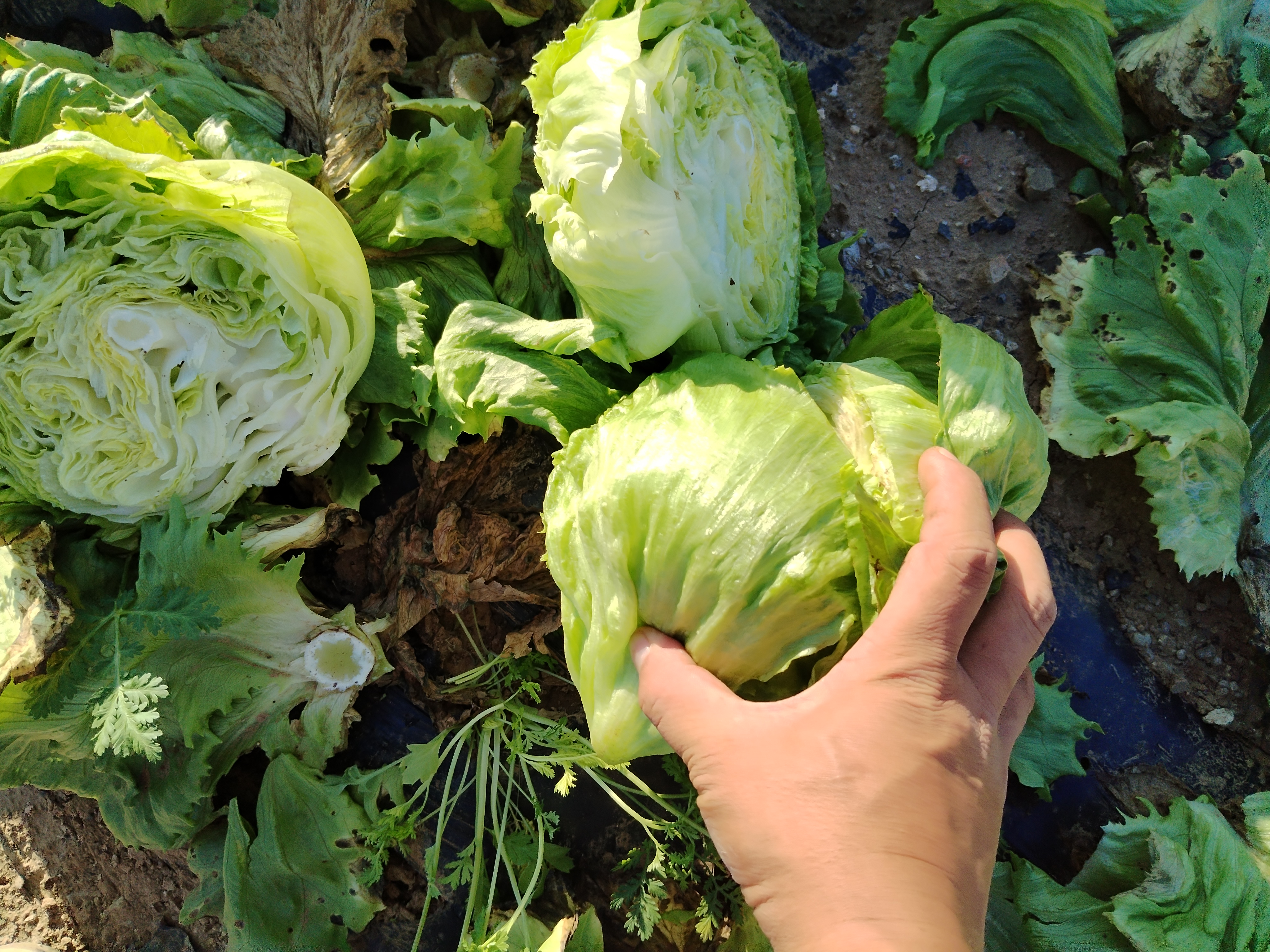 新鲜生菜与变质生菜对比图