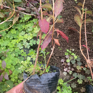 东北辽宁兴安杜鹃花映山红达子香容器杯苗