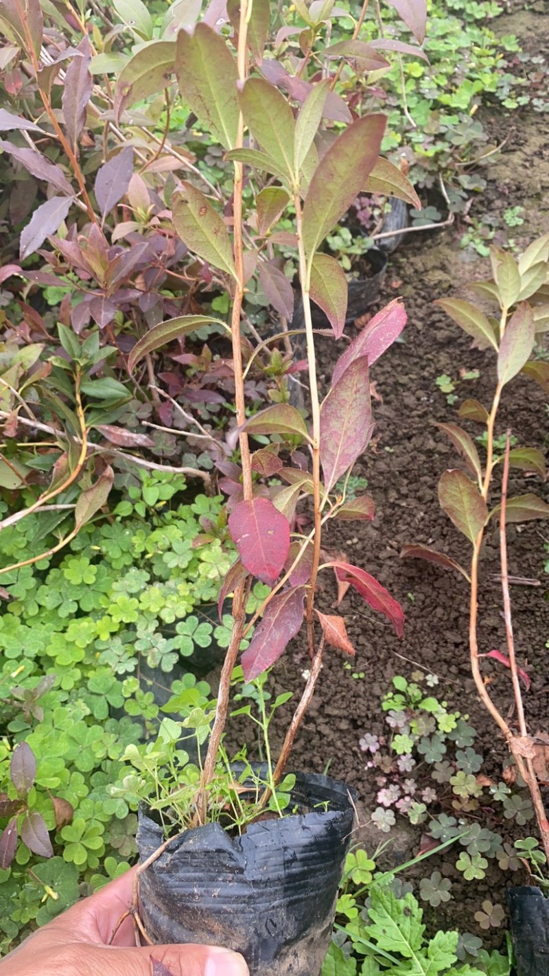 东北辽宁兴安杜鹃花映山红达子香容器杯苗