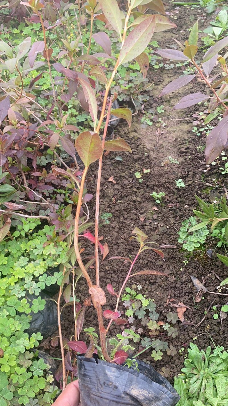 东北辽宁兴安杜鹃花映山红达子香容器杯苗