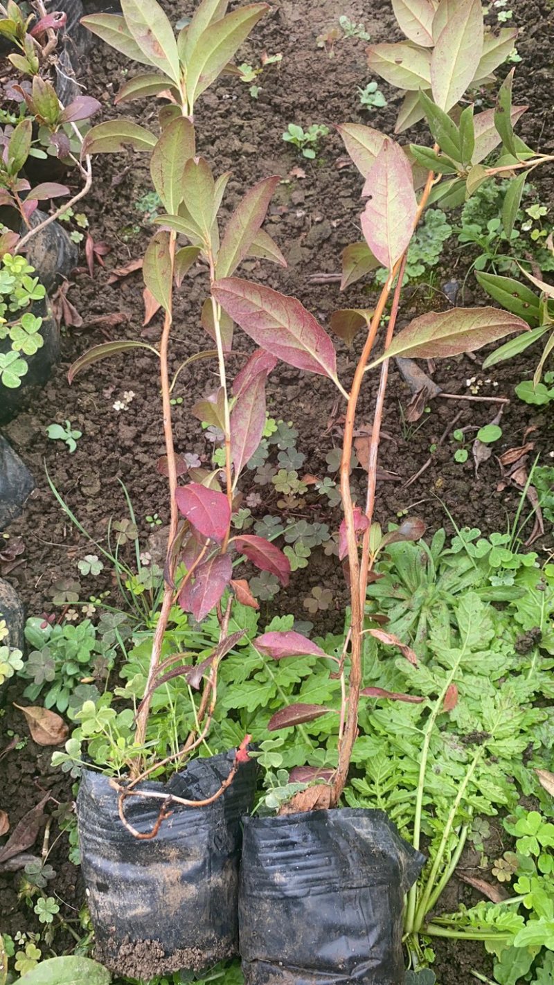 东北辽宁兴安杜鹃花映山红达子香容器杯苗