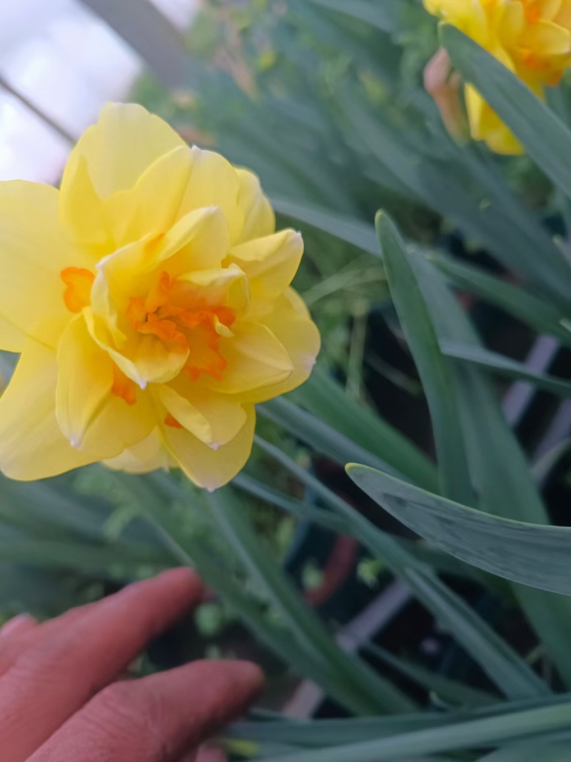 水仙，观花植物不耐寒，基地直发伟荣花卉