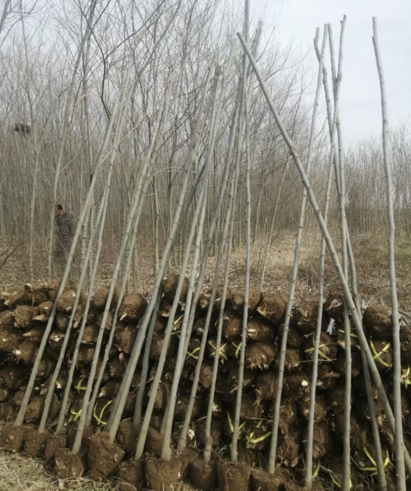 原生朴树2-3-4-5-6公分粗精品光杆朴树