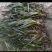 苦草马来眼子菜