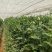 矿源黄腐酸钾（微生物菌剂）公司政策：买十送一