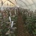 矿源黄腐酸钾（微生物菌剂）公司政策：买十送一