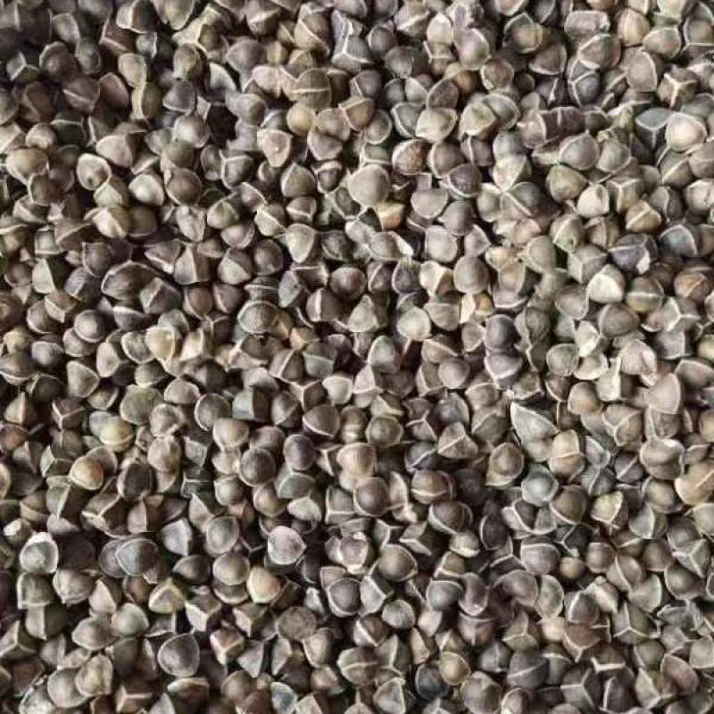 【新鲜云南辣木籽】休闲食用辣木籽大果颗粒新果散装