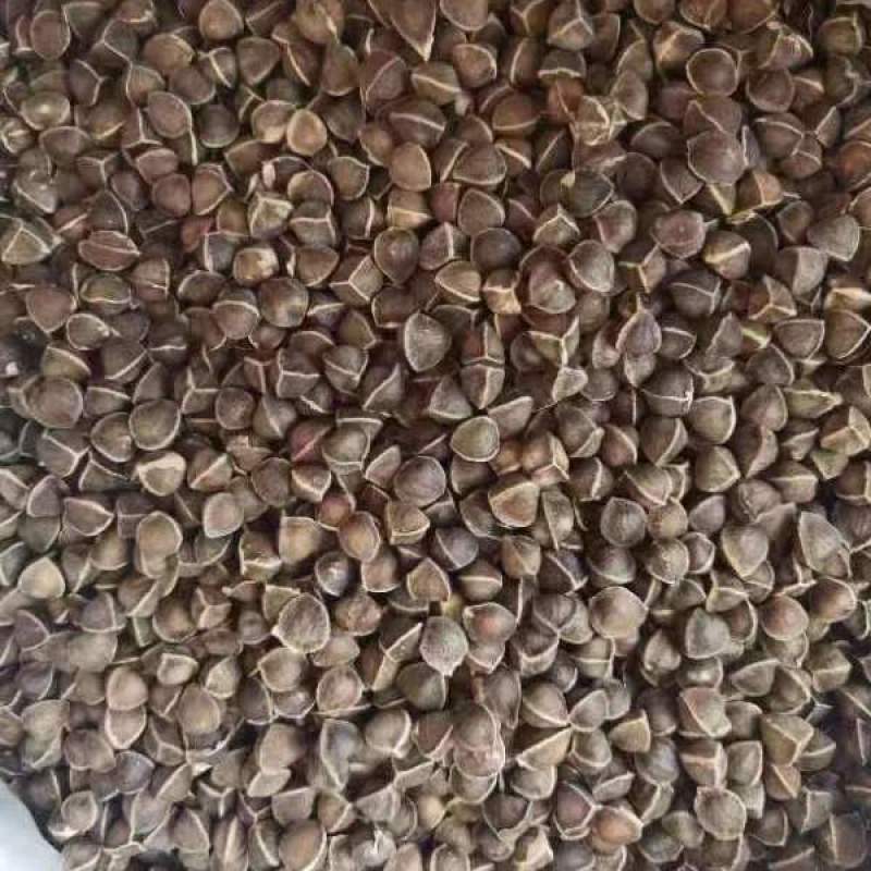 【新鲜云南辣木籽】休闲食用辣木籽大果颗粒新果散装