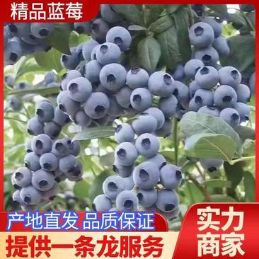 山东蓝莓优瑞卡H5莱克西云雀一手货源现摘现发全国发货