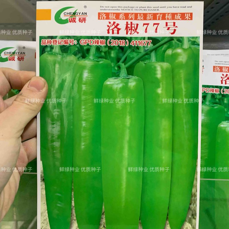 洛椒77号黄皮羊角椒早熟特大果微辣品质好